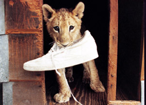 Saba Playing with a Shoe
